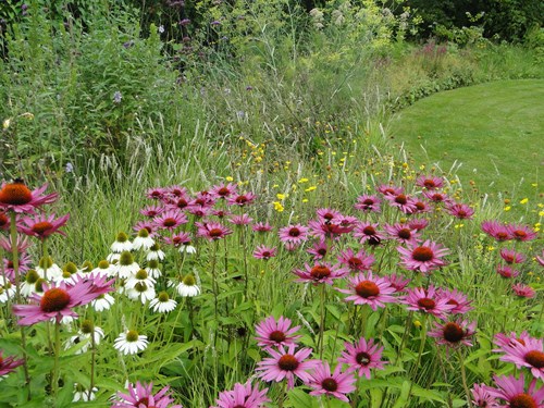 Echinacea p. Magnus domineert de natuurlijke tuin in de late zomer